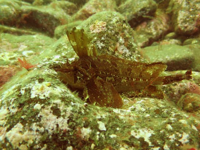 IMG_0230魚
